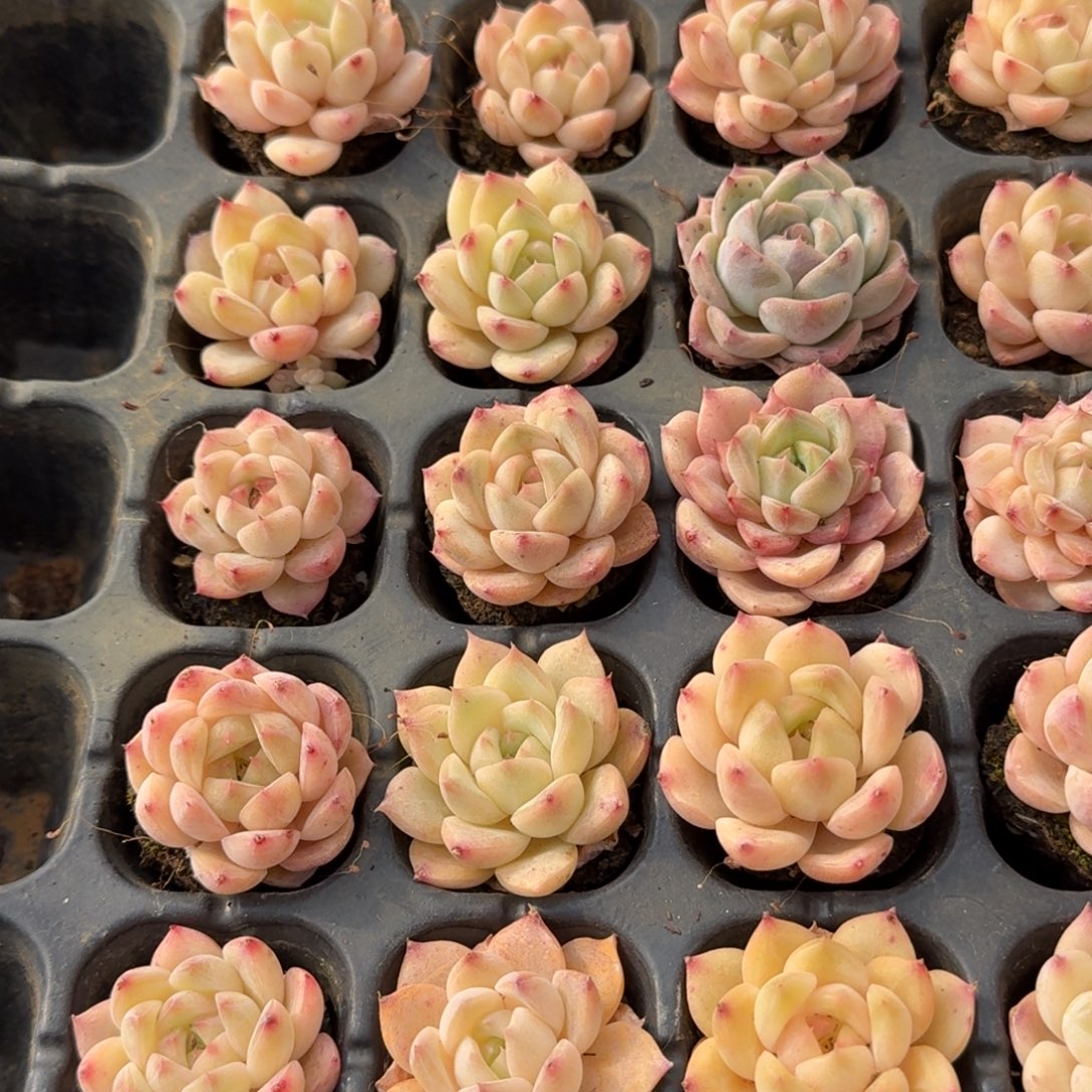 28-34粉色珍妮三十颗量拍发货中门左五（按照样品大小选带颜色的）