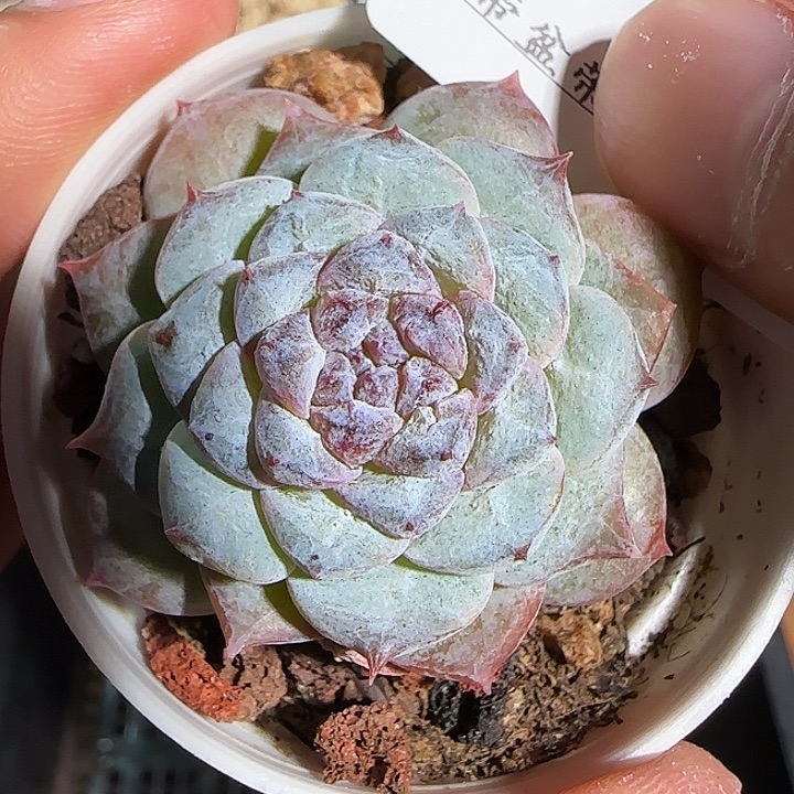 1118------27石化糖心