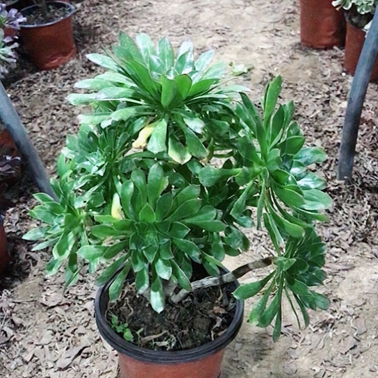 荷***色绿法师多肉植物多肉27