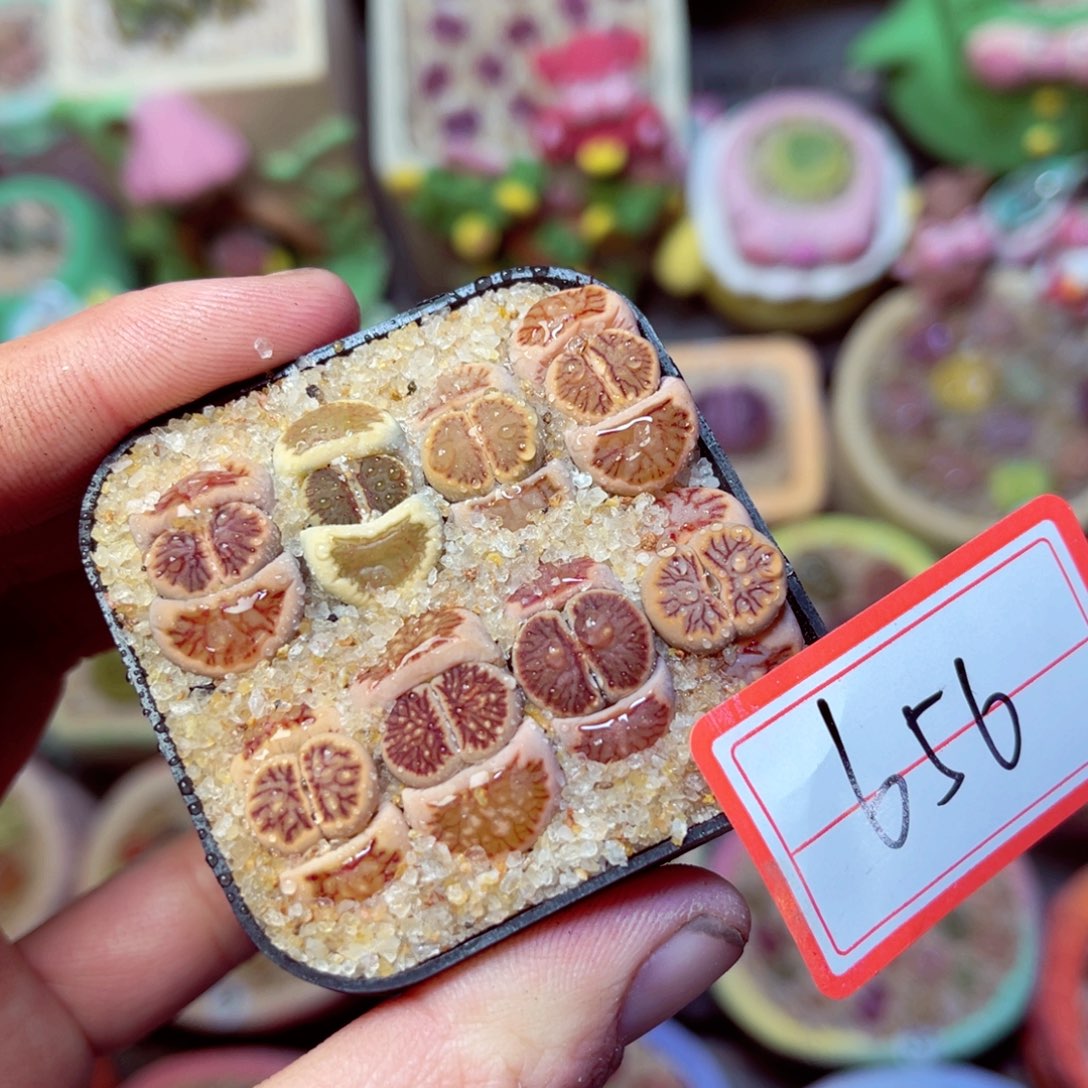 656生石花带盆发