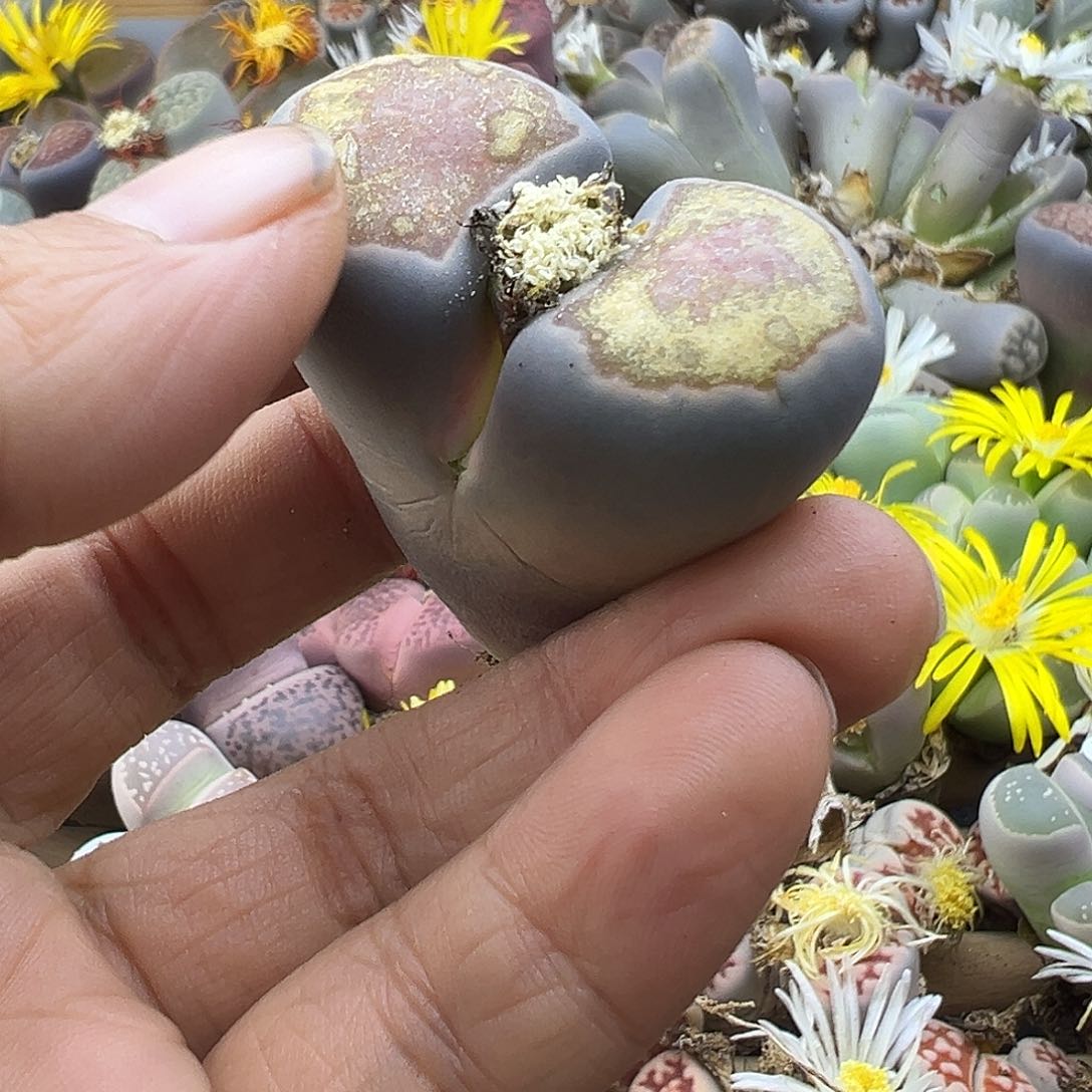 芋***酿2509有伤超级福利zha