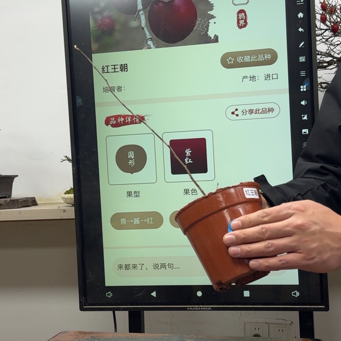 上***刀无花朵399顺丰到付不包邮