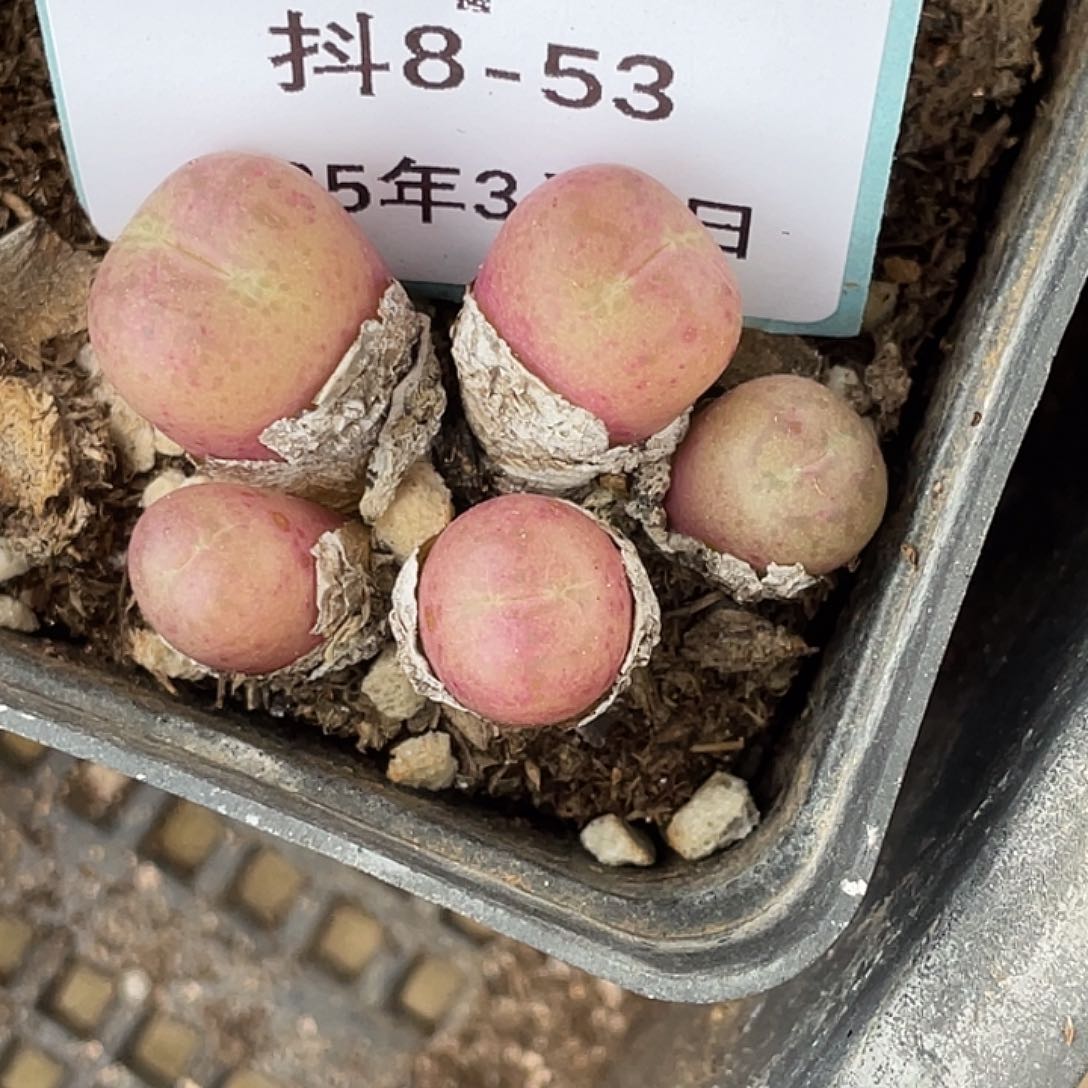(****8-53肉锥多肉植物