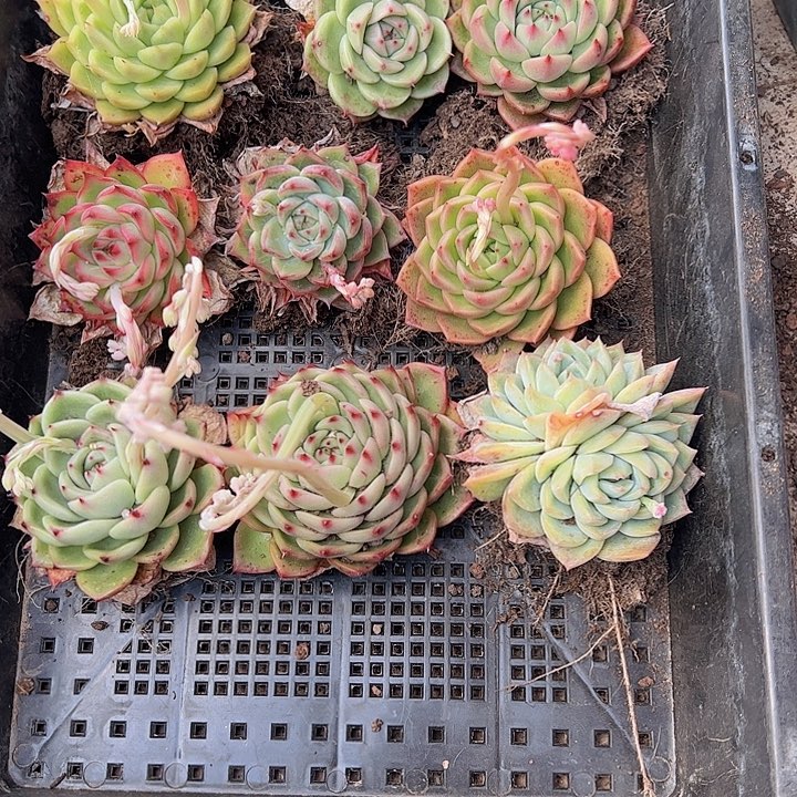 直播福利一物一拍02