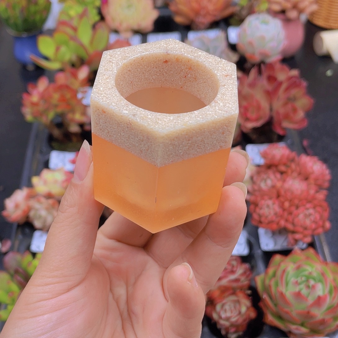 多肉无土栽培多肉植物