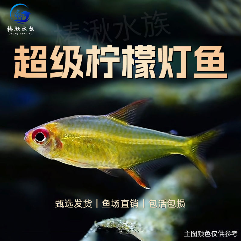 【椿湫水族】超级柠檬灯鱼