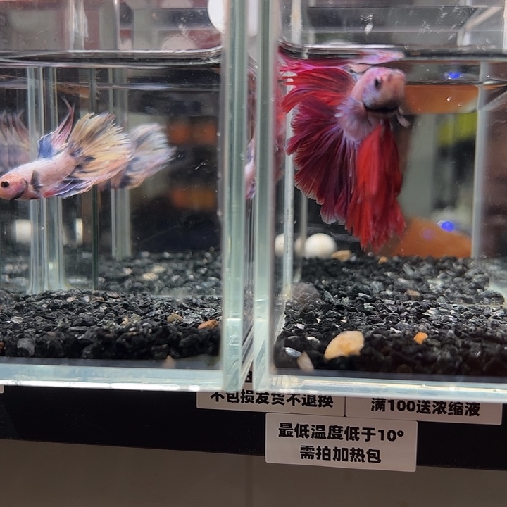 斗鱼跑單拉黑28日90送獅王