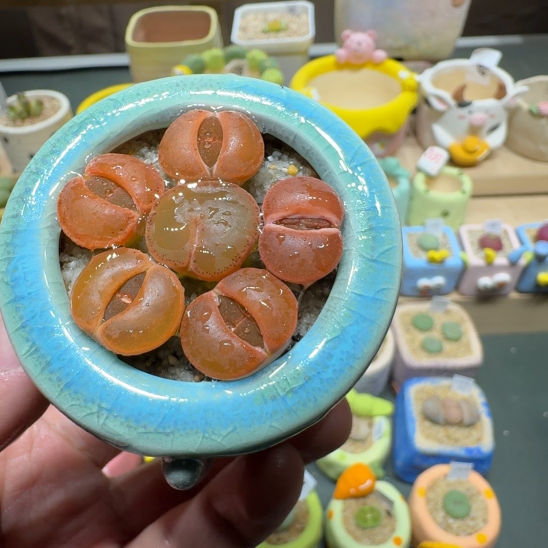 红陶蘑菇376红薰