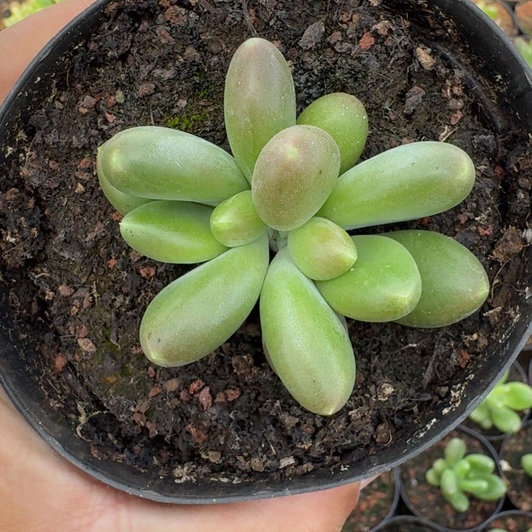 摩尔根 双头 一物一拍