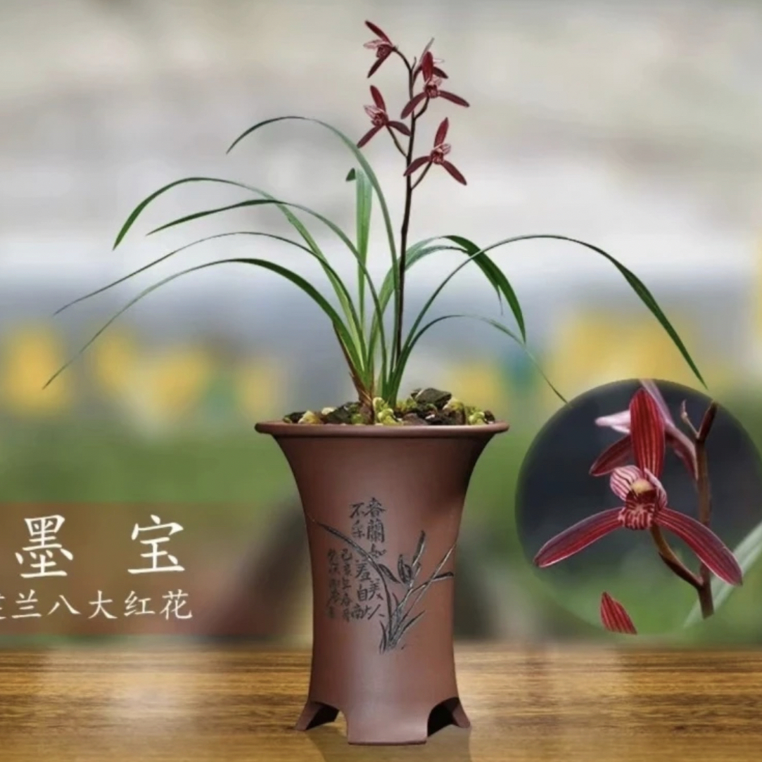 金边艺【艺墨宝】建兰名品 老种2苗花开浓香 好养易活 对版