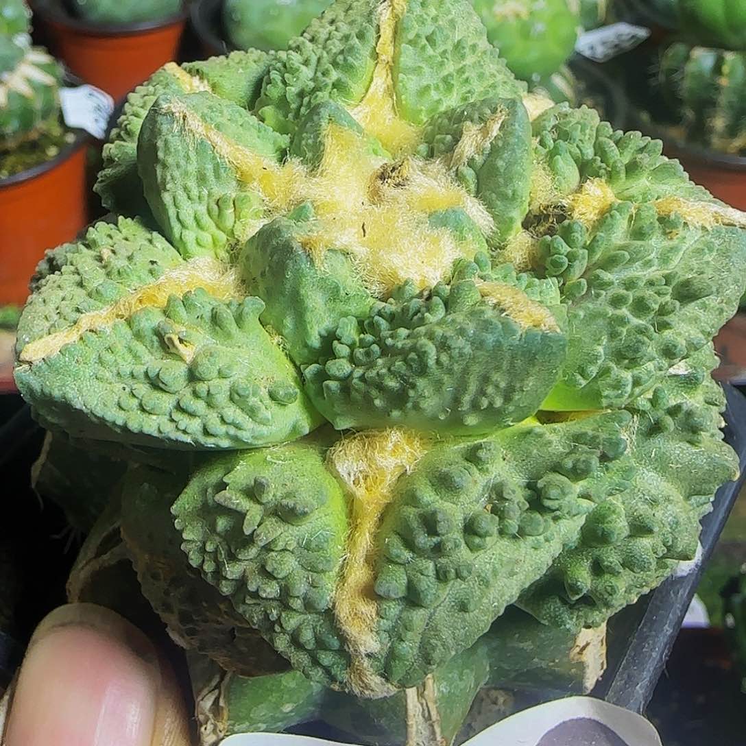 龟甲怒829仙人球