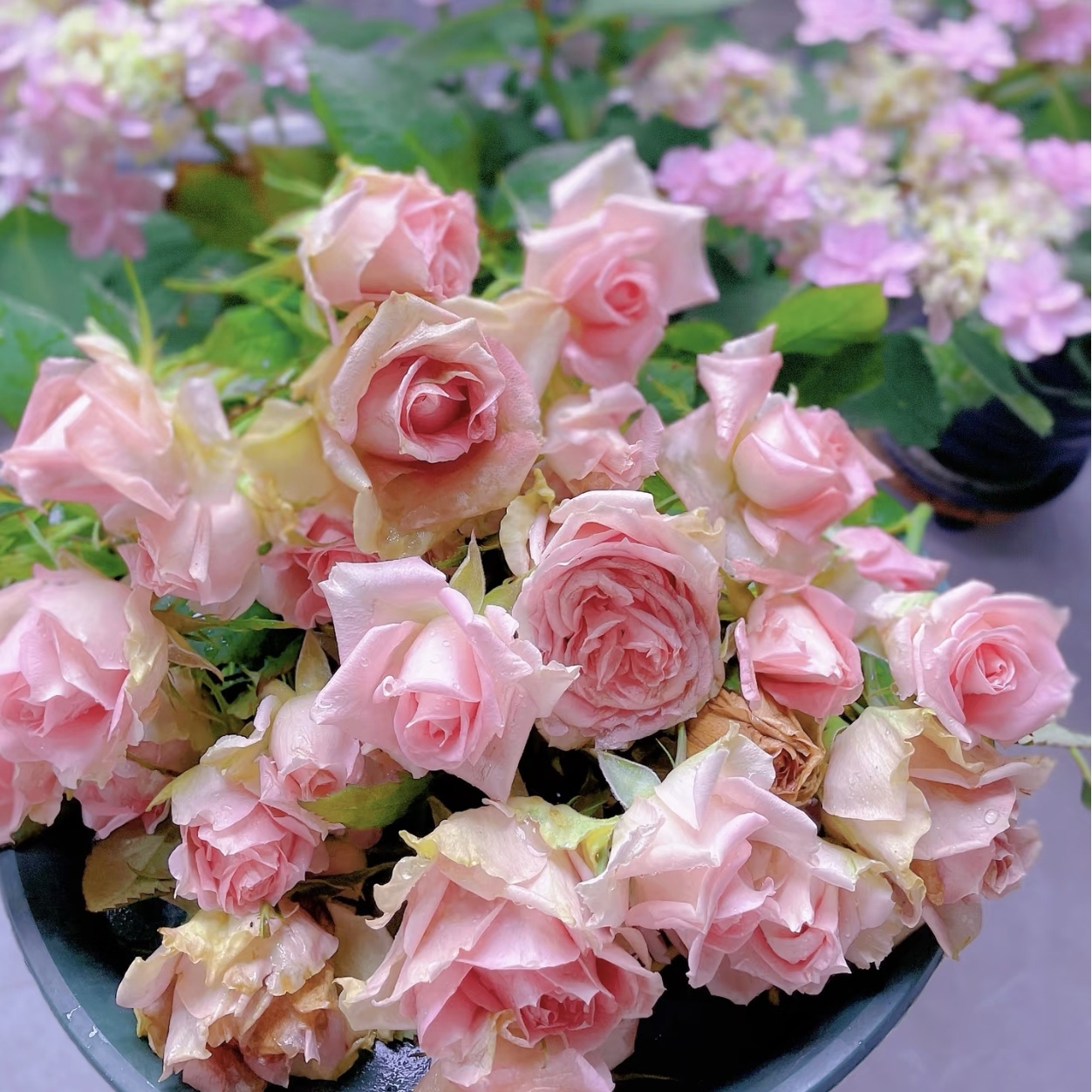 【新星.独颗】切花玫瑰阳台庭院好养护抗病性强花卉绿植月季盆栽