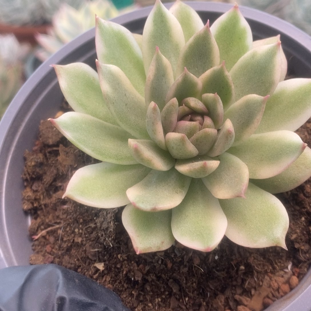 148褐水晶锦锦锦锦锦