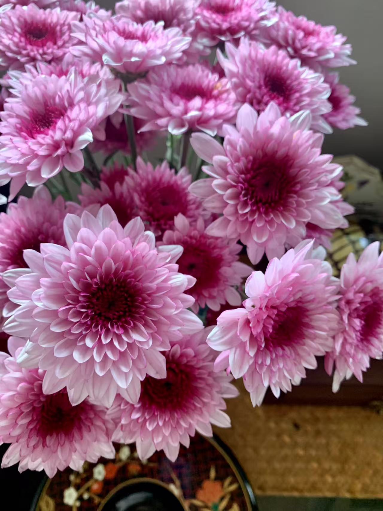 小雏菊 （粉丹特） 支持混搭选色 东北基地直发