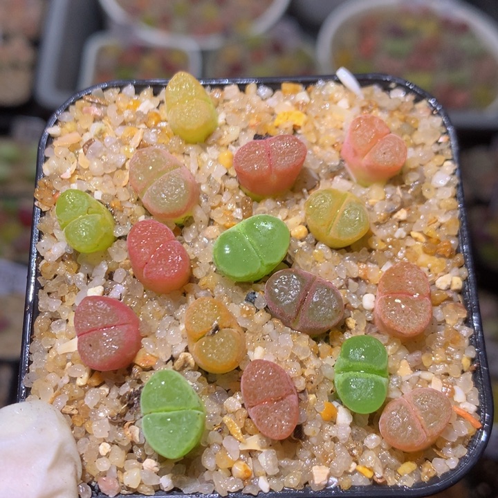 Sss精品生石花2097