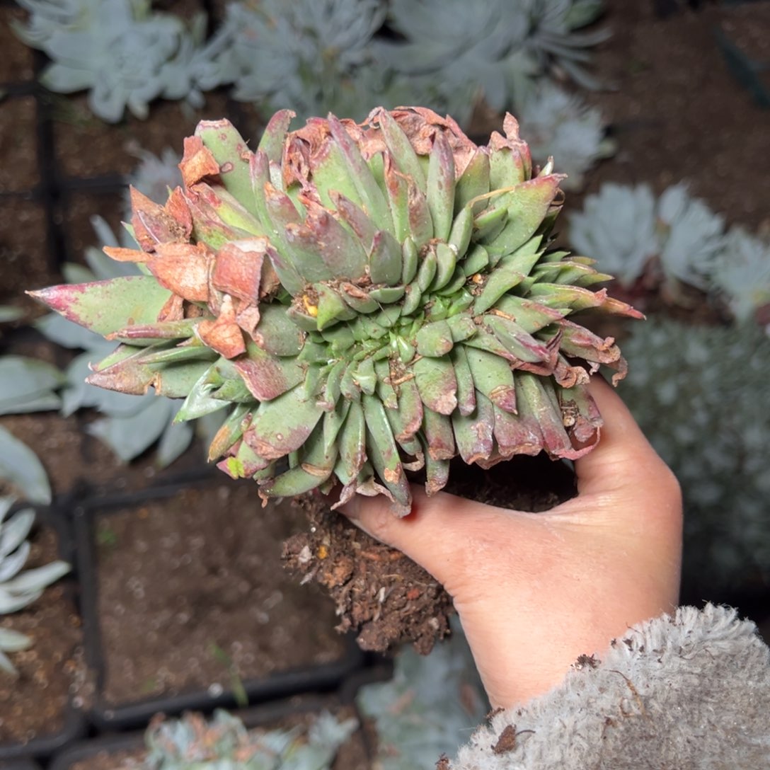 393绿体坎代瑕疵哈哈哈哈哈哈多肉