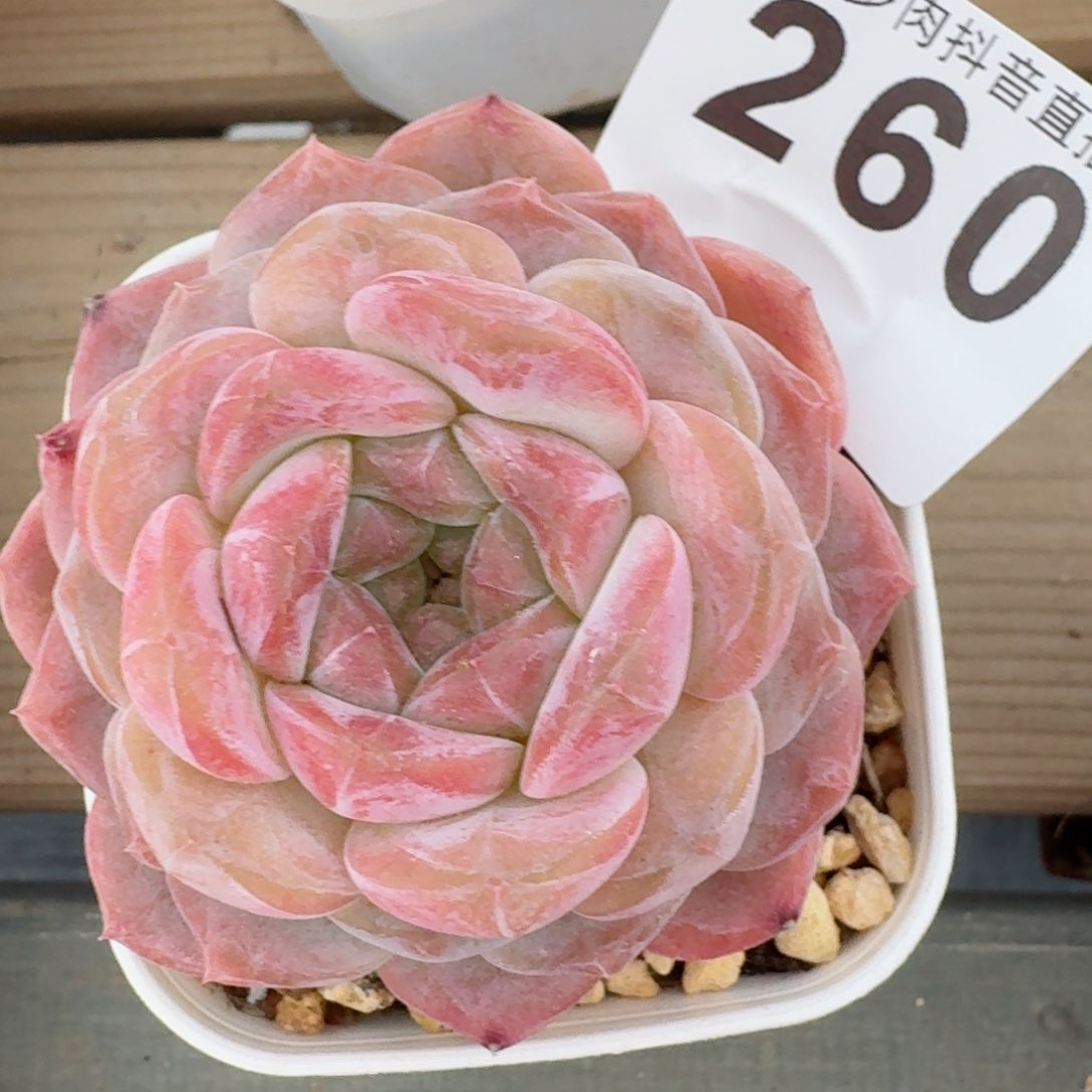 黛玉冰魄         精品多肉