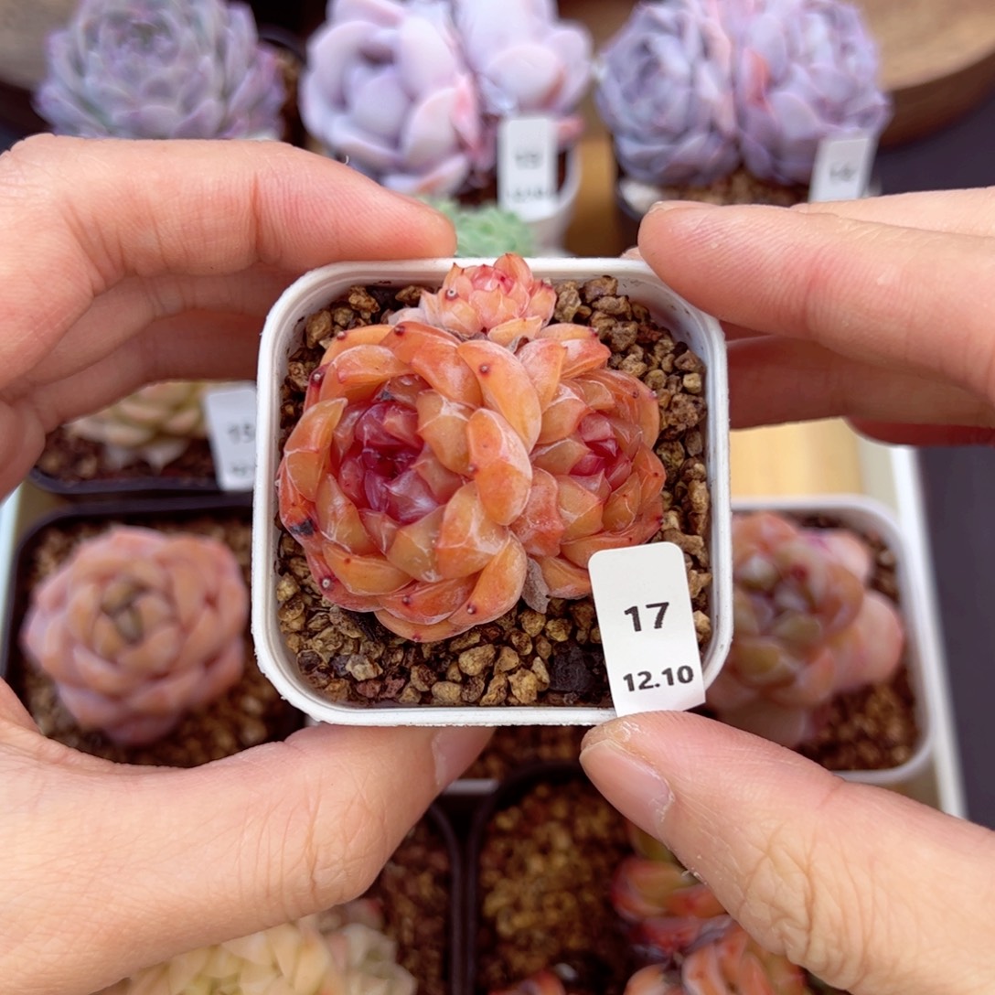 好好看17、哈哈哈哈