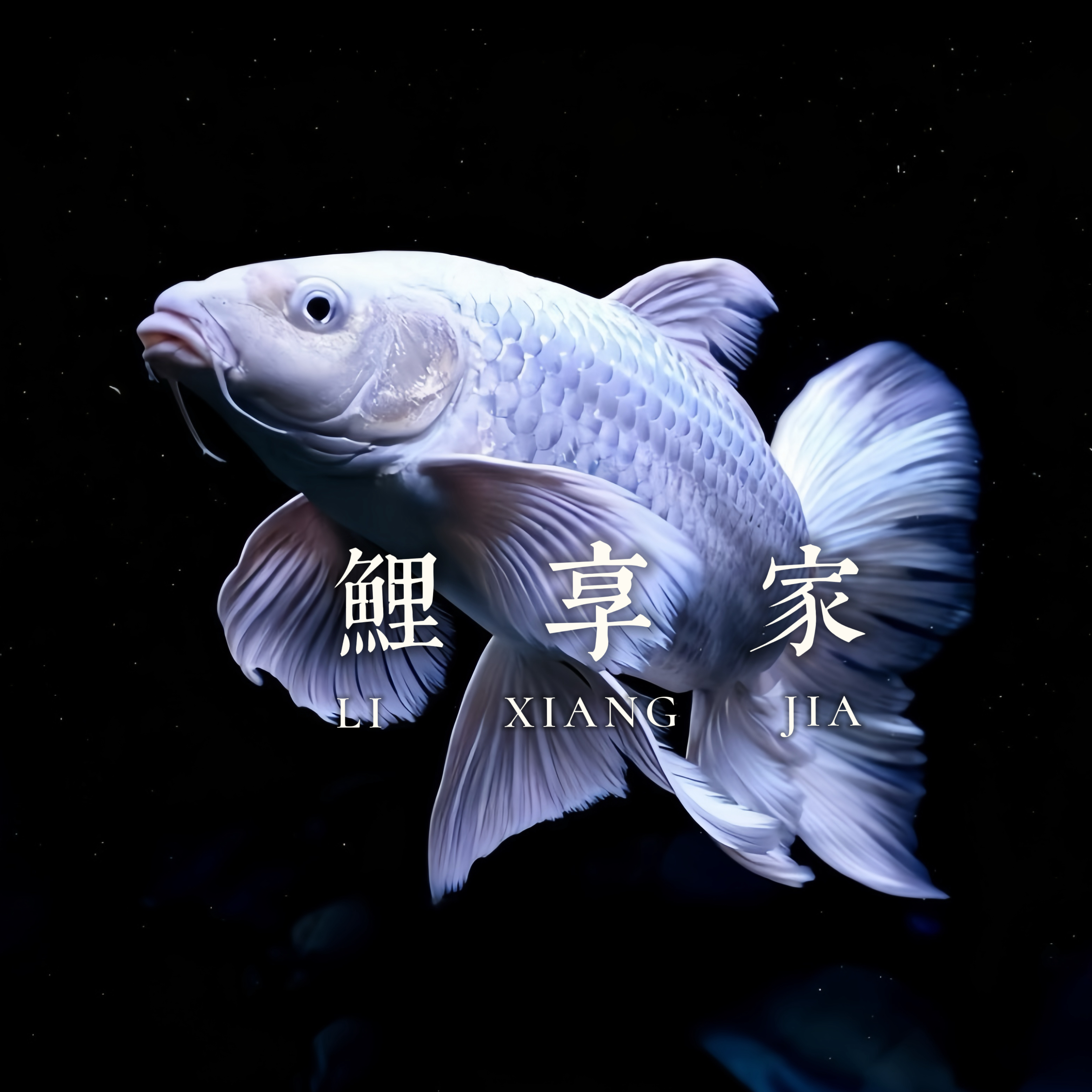 蝴蝶鲤（顺丰包邮）一鱼一拍（视频对版发货）