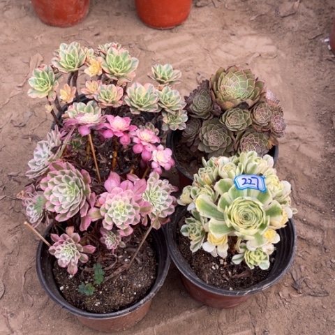 227多肉植物组合，