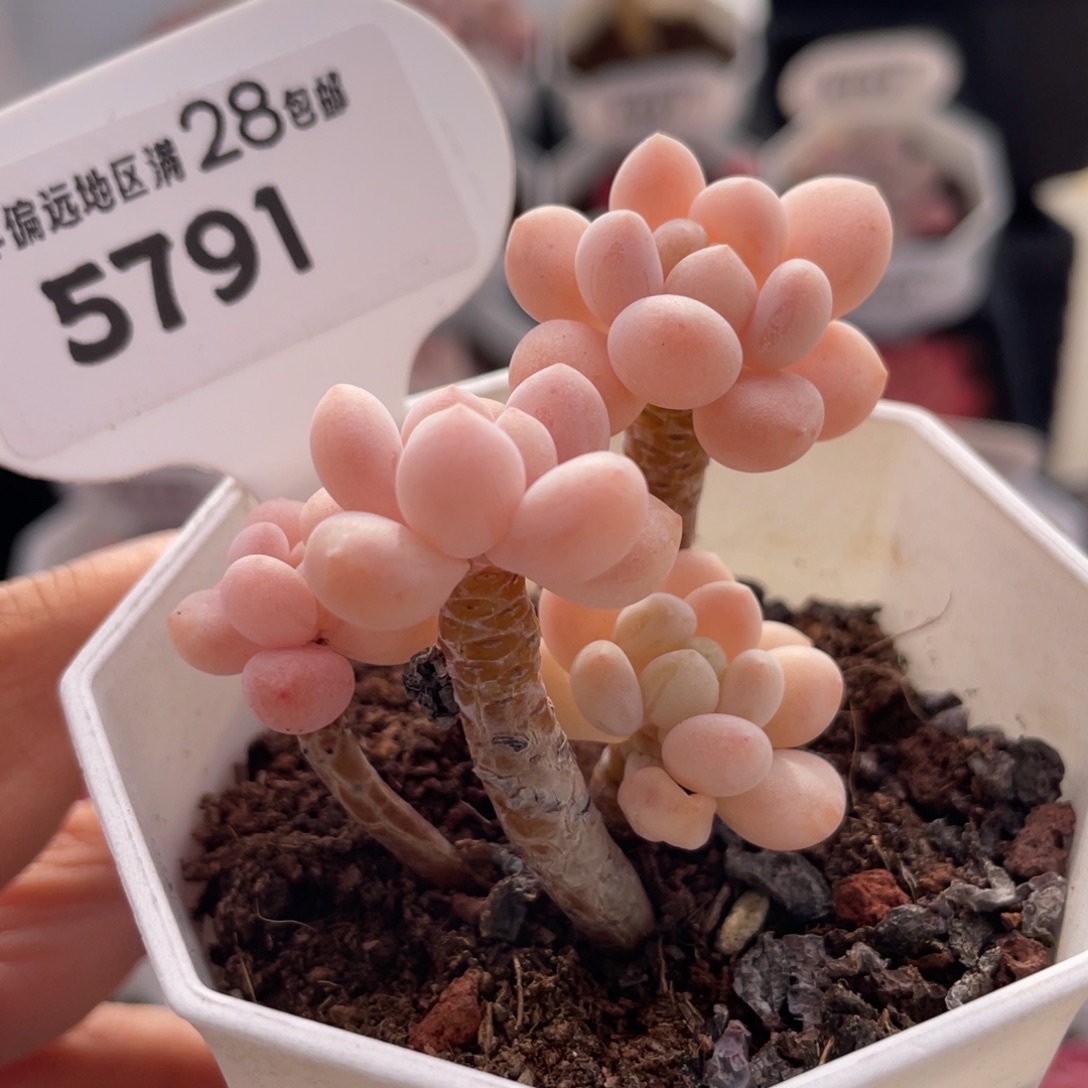 鱼子酱5791-5.0厘米