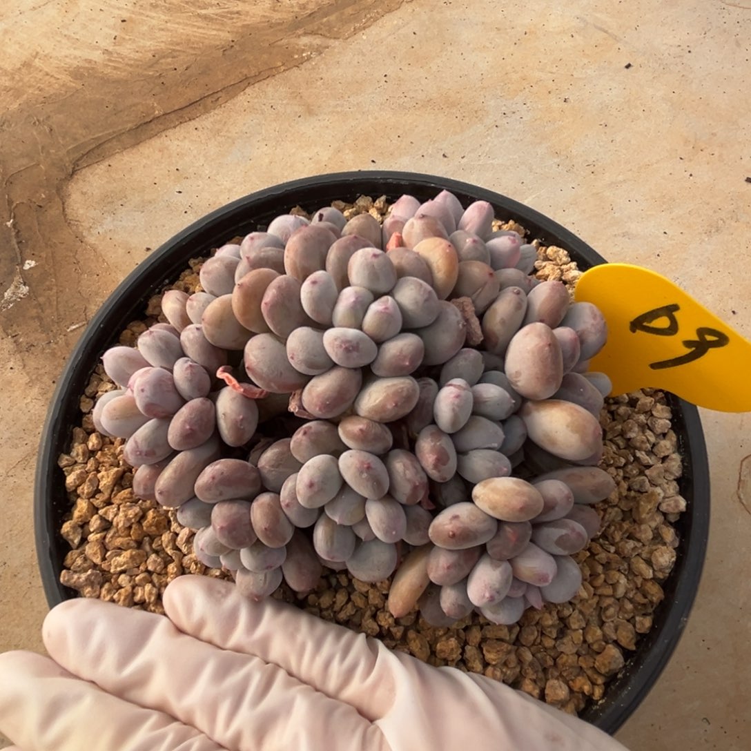 d9香水杂雪抓群生呀呀呀呀