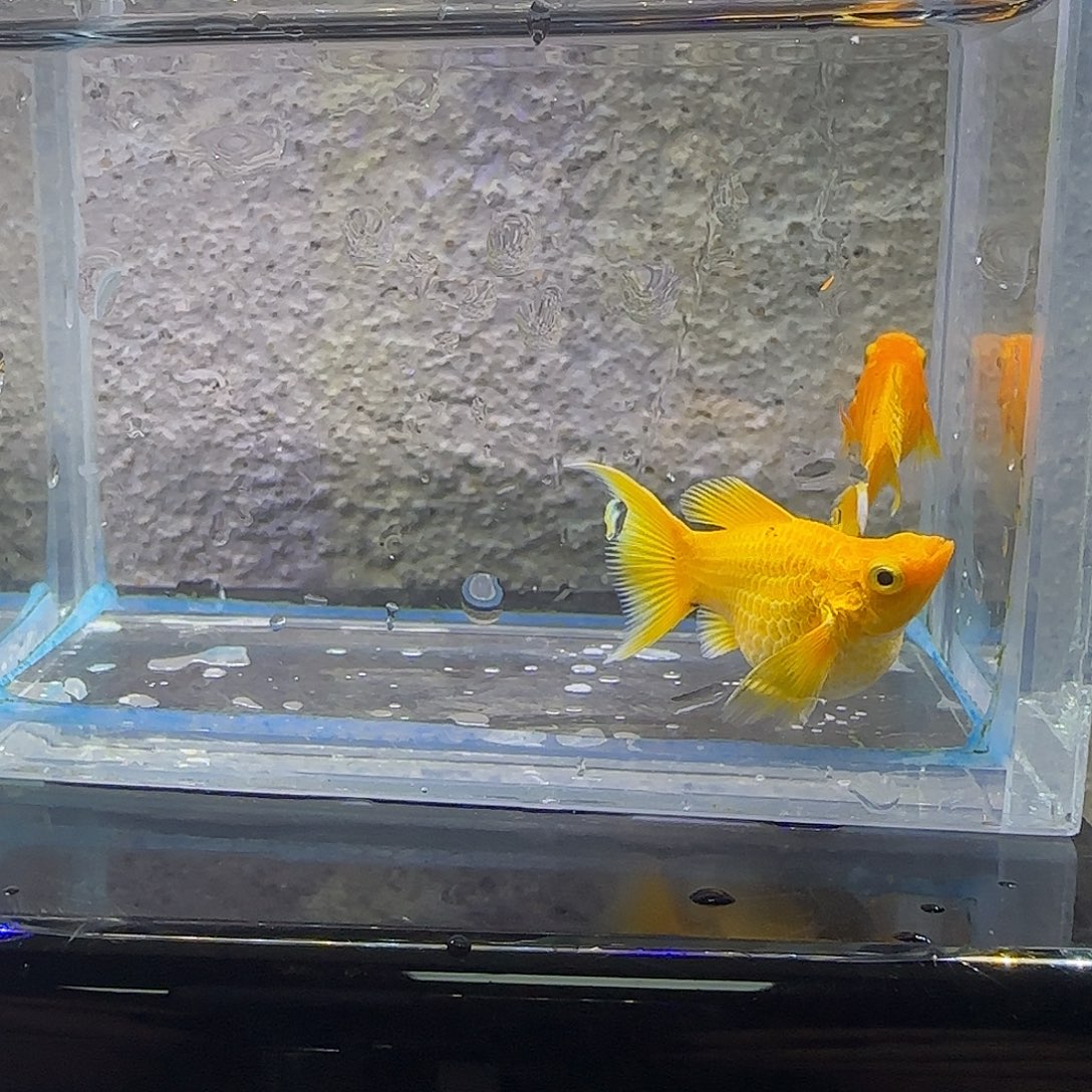 黑玛丽鱼黄金玛丽。41号