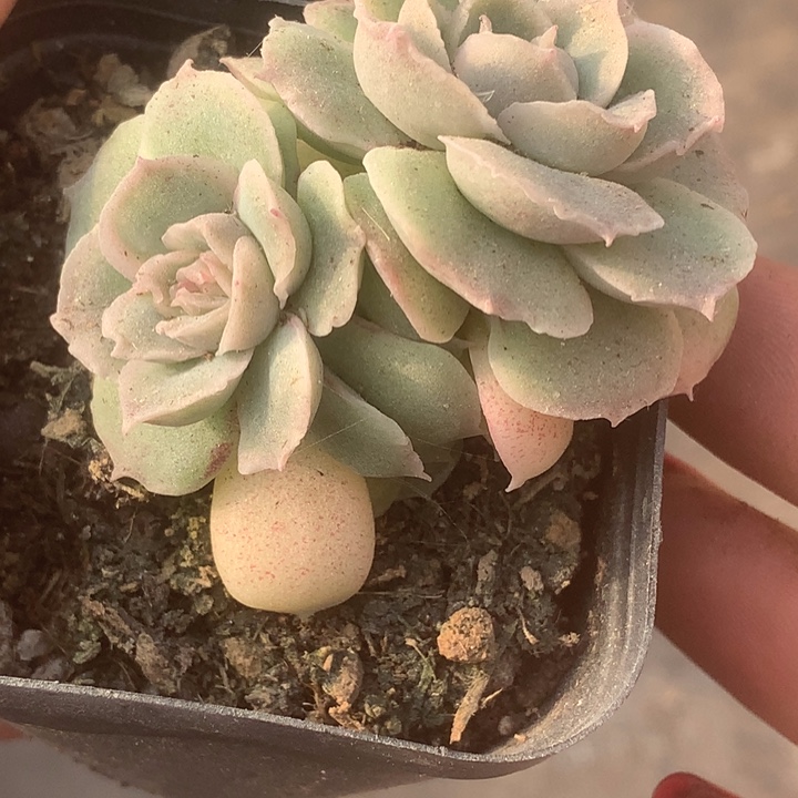 虾饺双。（满9.99包邮不满9.99发叶子）