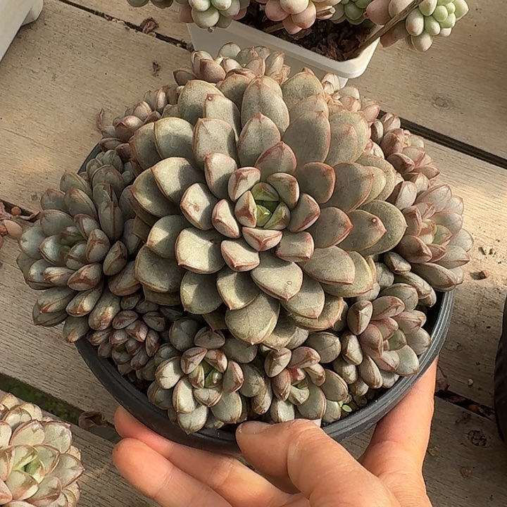 葡萄多肉植物的生长