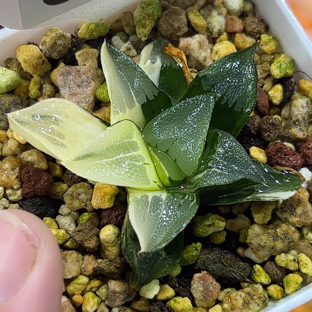 中岛克锦十二卷多肉植物满