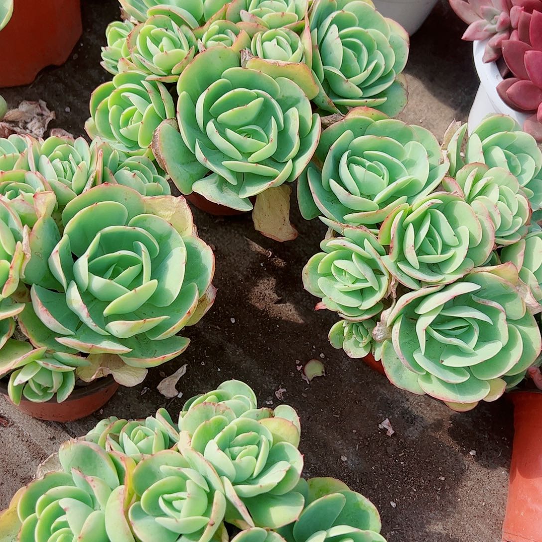 鸡蛋碧桃多头群生老桩