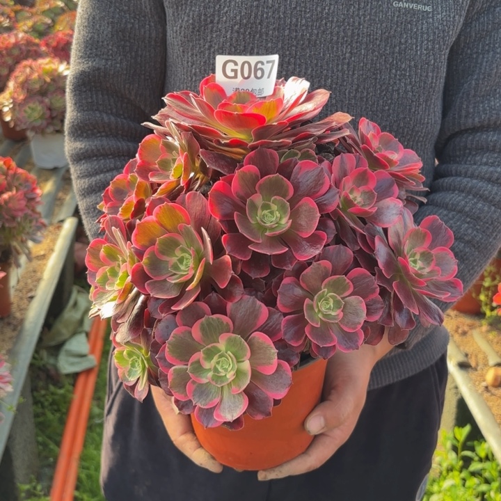 瑞妈，，。。。。。067美杜莎