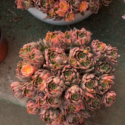 甜茶朵朵拼盆多肉量拍