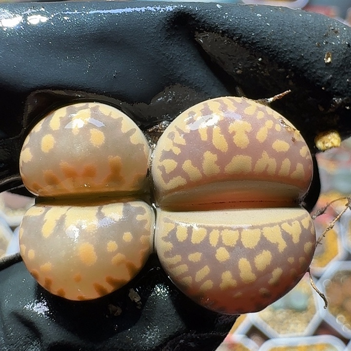 生石花11111111。  338