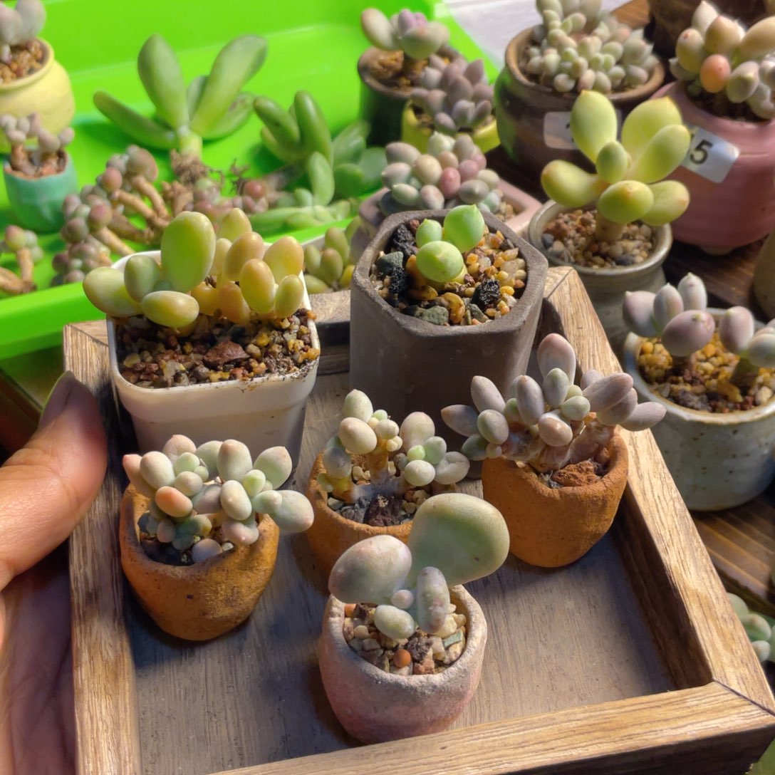 六狂奶酪多肉植物奶