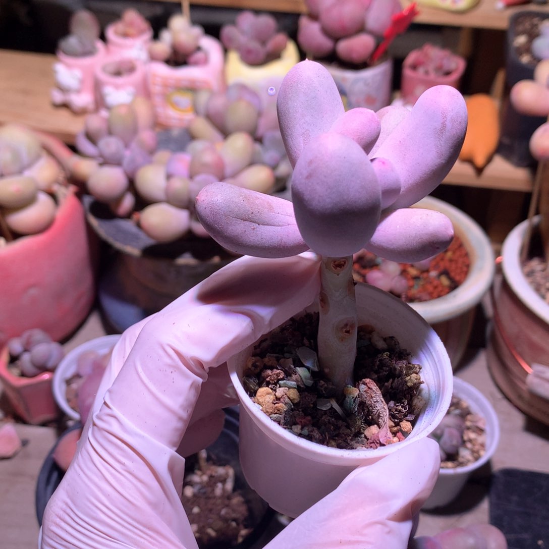 米可奶酪多肉 米可奶