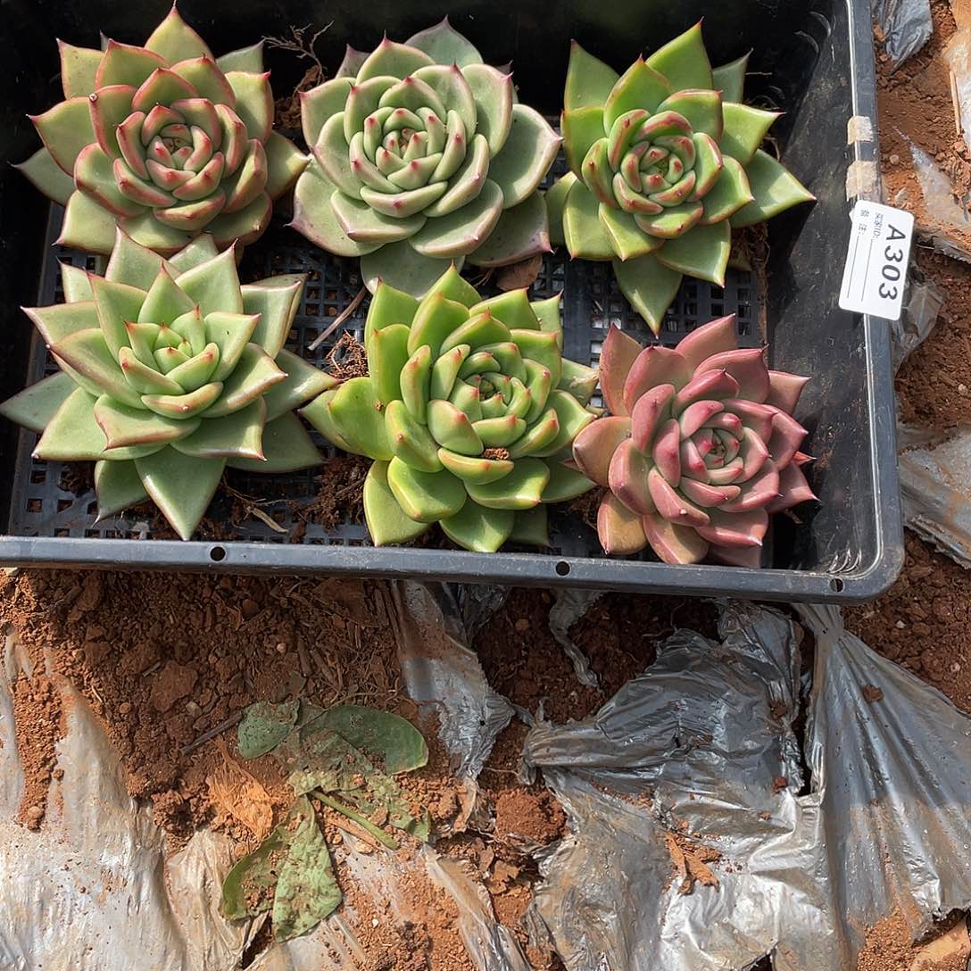 若如多云单拍A303