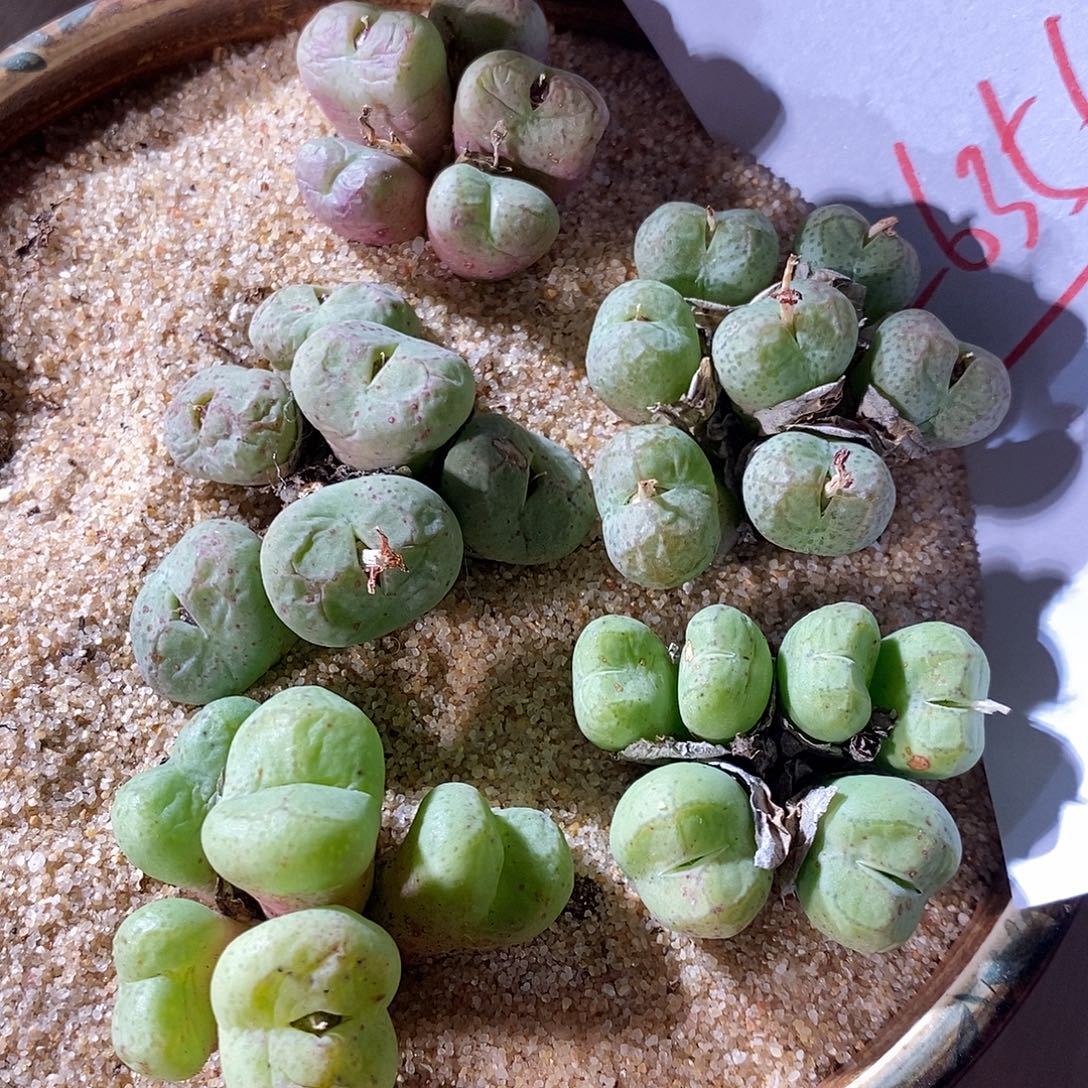 26356。  一颗猴群。  