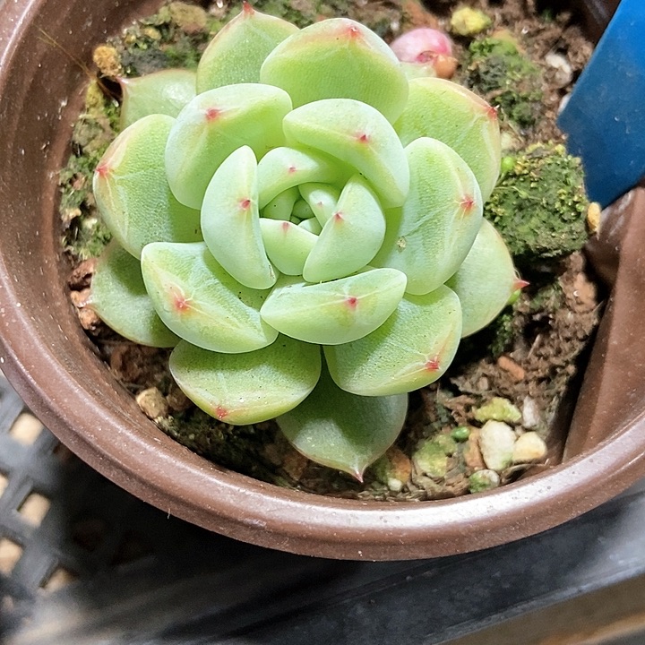 多肉植物雪花862