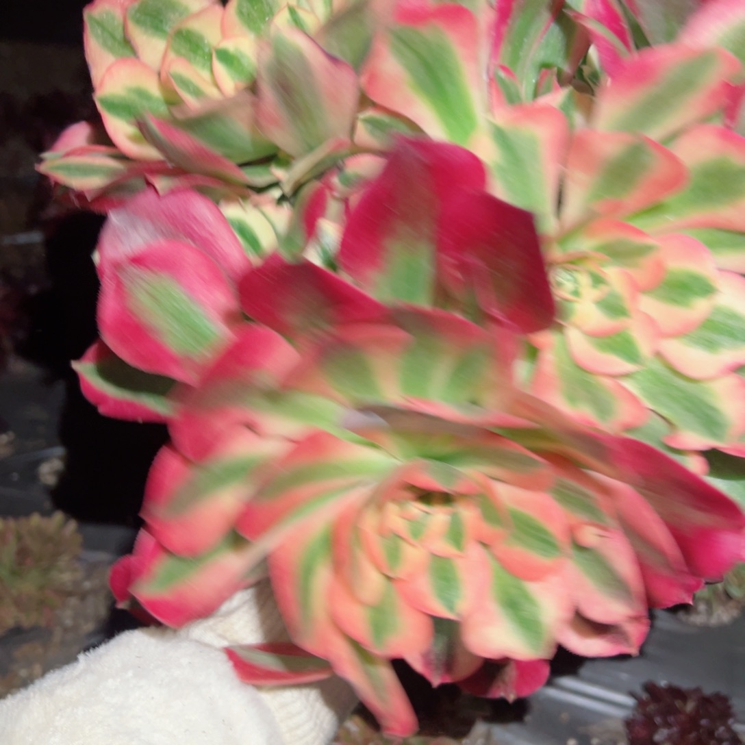 494 号多肉植物新年福利