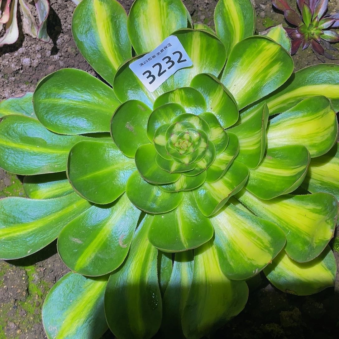 3232暴君多肉植物