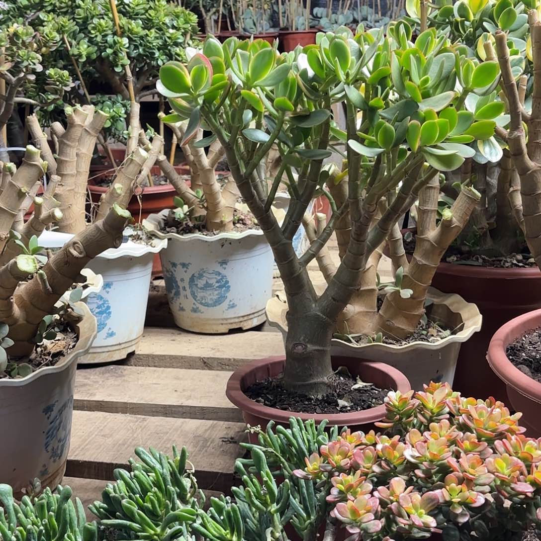 T****1493新花月锦老桩