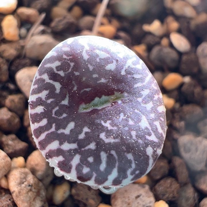 A798.  青蛙种源优选青花瓷墨。   