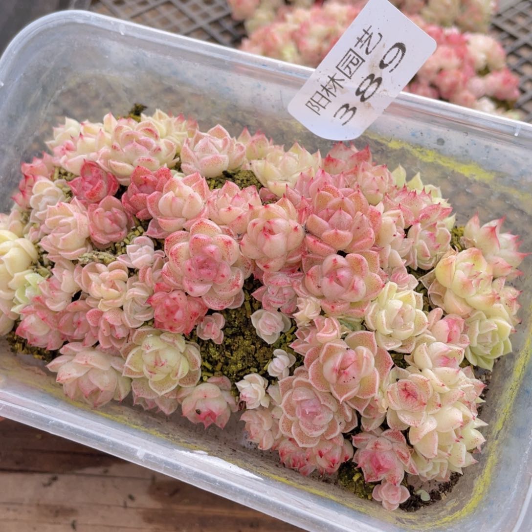 多肉植物多肉植物389