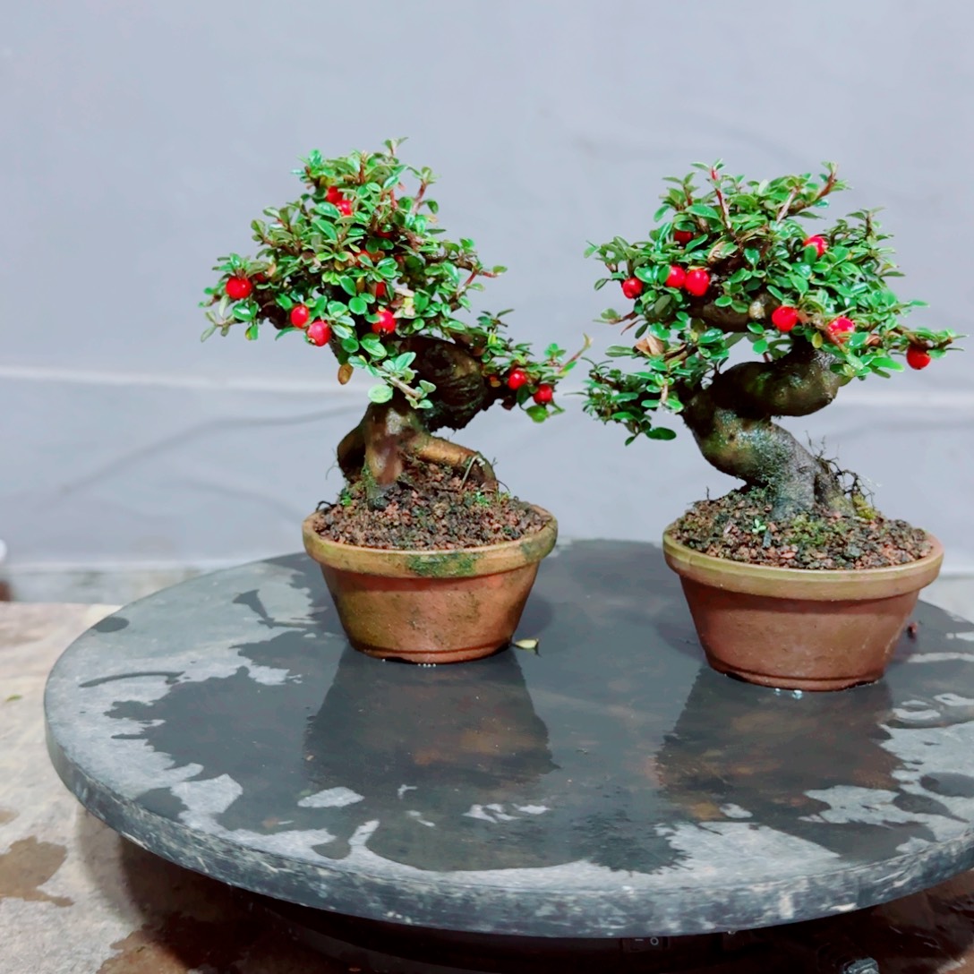 白花小叶珍珠栒子