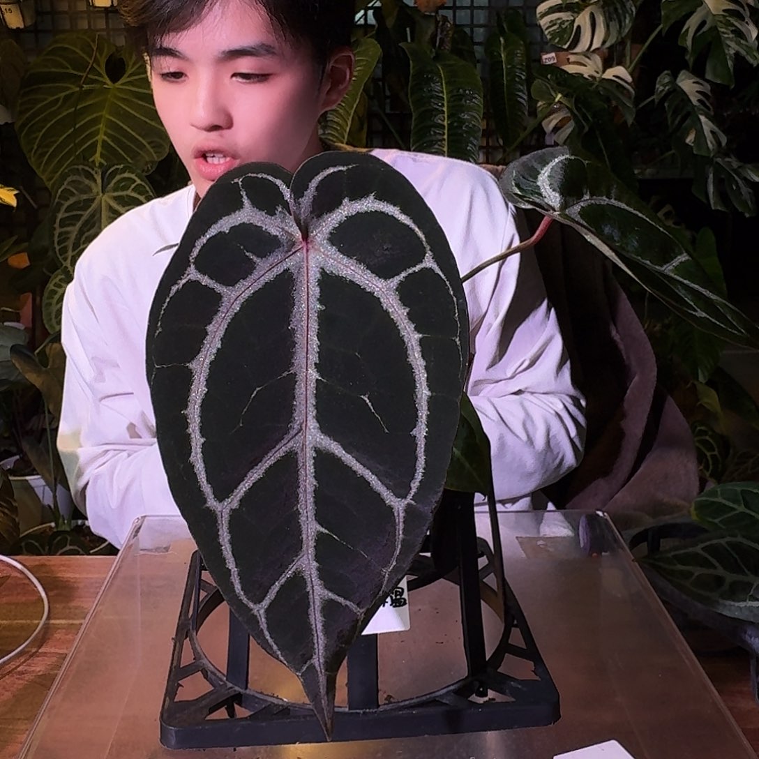 不开花植物G266米歇尔杂skg银