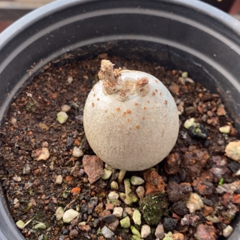 锦珊瑚单头块根3仙人球