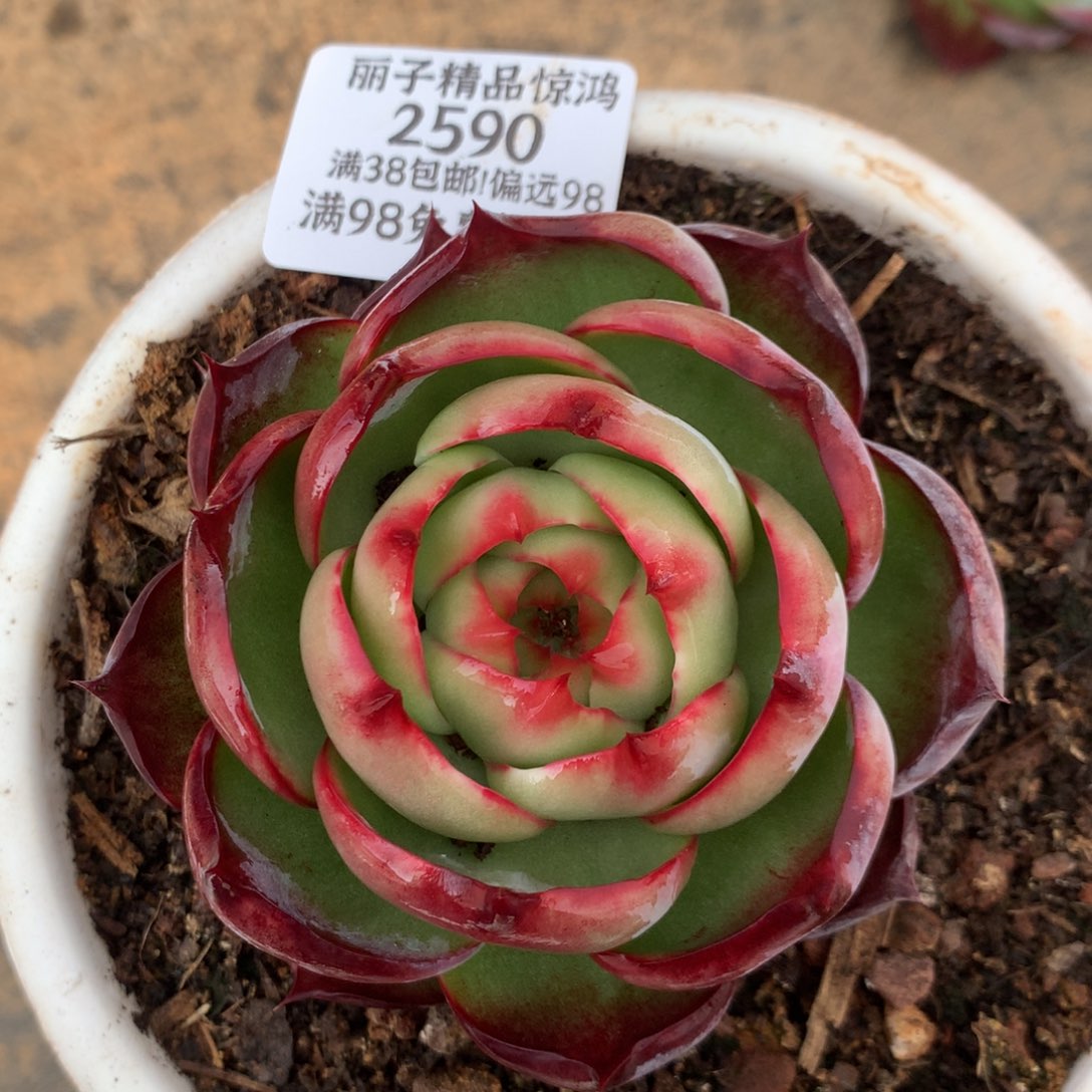 2590号多肉植物惊鸿9