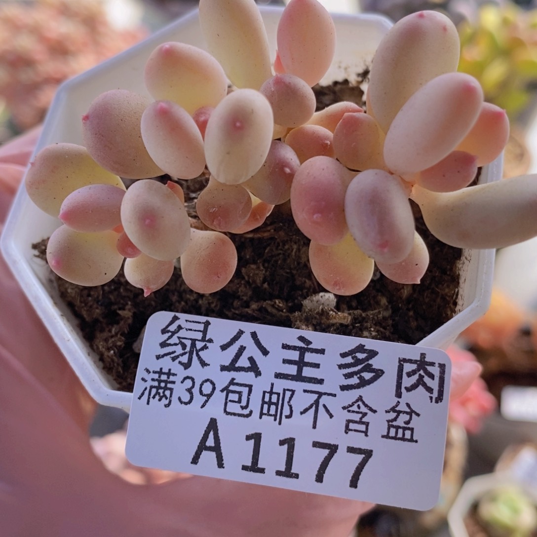 二代苹果奶6cm1177多肉植物