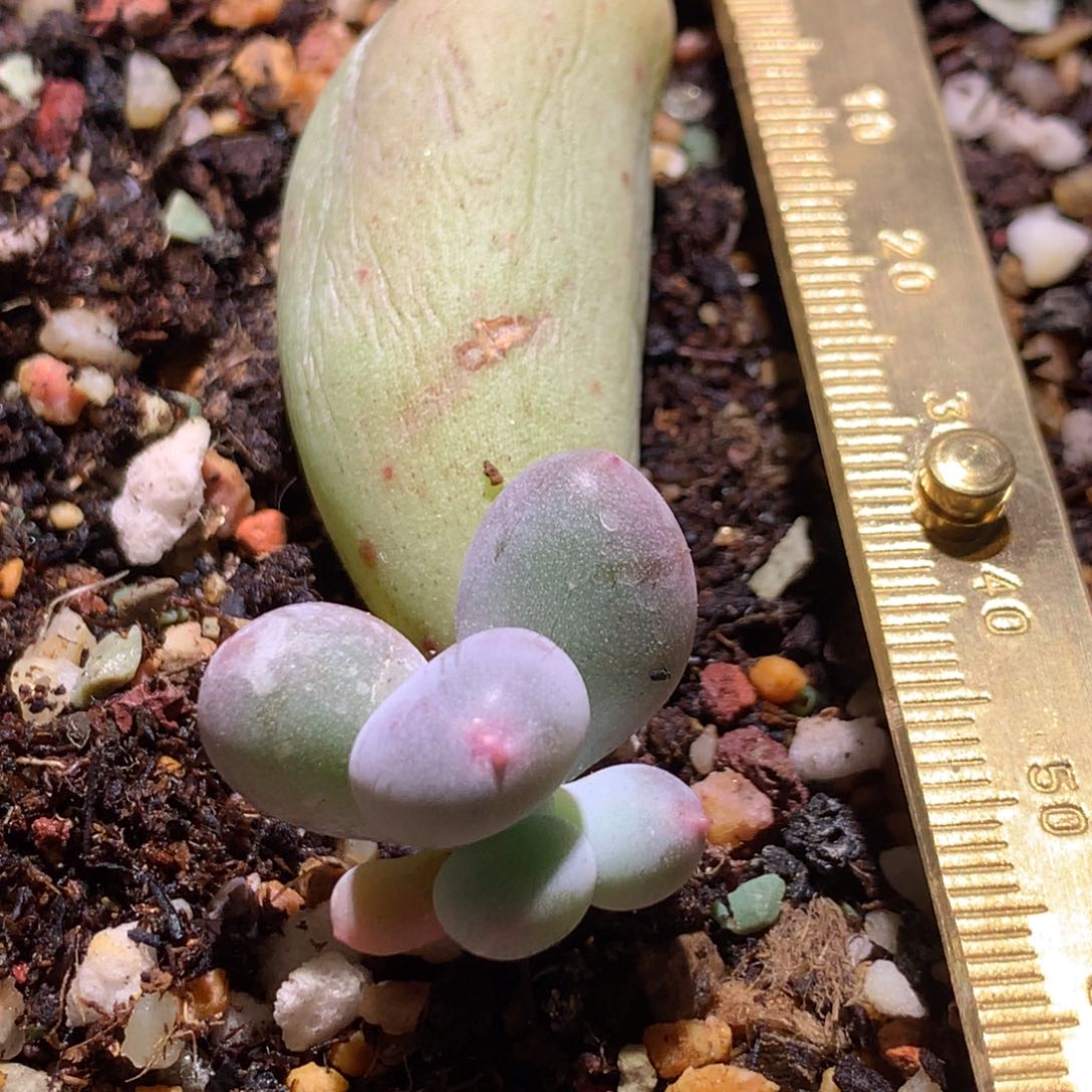 米可奶 黄 不满28发到付，发一片叶，~